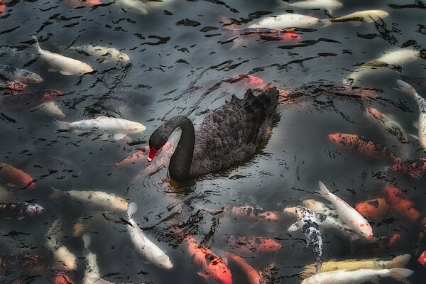 Black swan and variegated carp