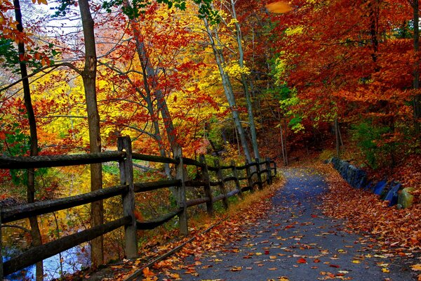 Route d automne près de la rivière