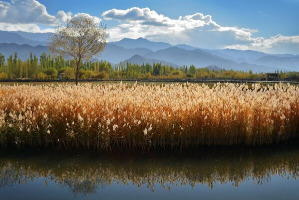 Paisaje con cañas sobre el lago