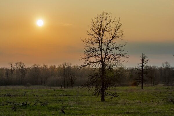 Spring early morning forest with trees