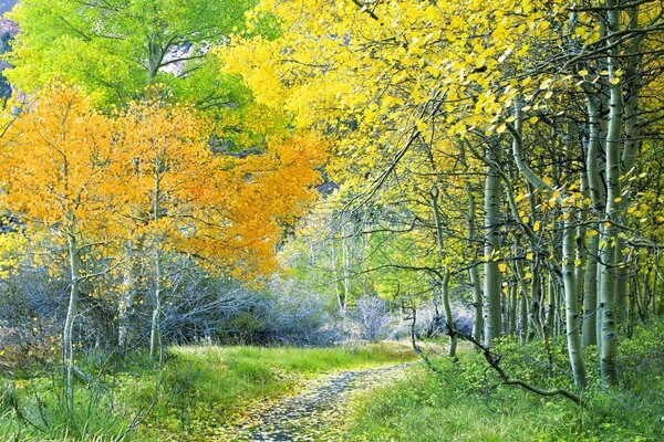 Ein kleiner Weg in den Herbstwald