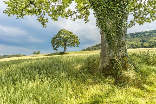 Summer landscape before a thunderstorm