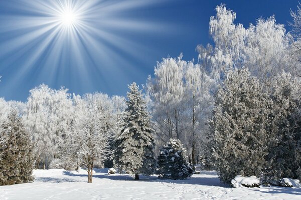 Winter park covered with snow