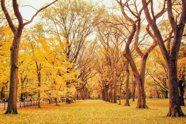 En automne, l allée est recouverte de feuilles colorées