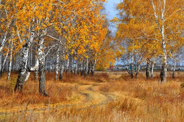 Caída de hojas en el bosque de otoño