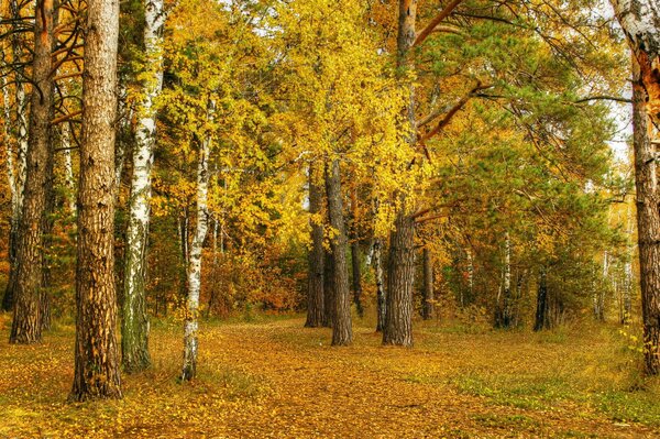 Yellow birches in the autumn grove