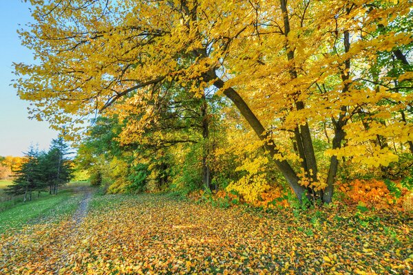 Route dans le parc d automne parmi les arbres