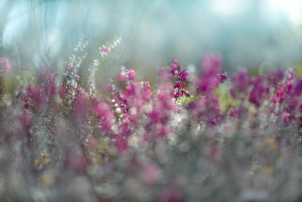 Eric s purple flowers in spring