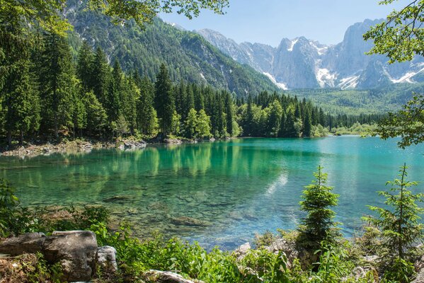 Weihnachtsbäume am Ufer des Sees vor dem Hintergrund der Berge