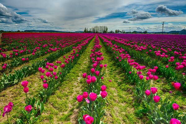 Feld von rosa Tulpen an einem bewölkten Tag