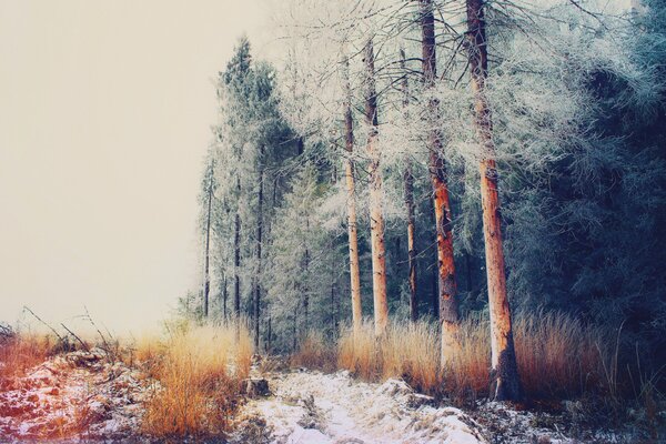 Foresta russa a dicembre