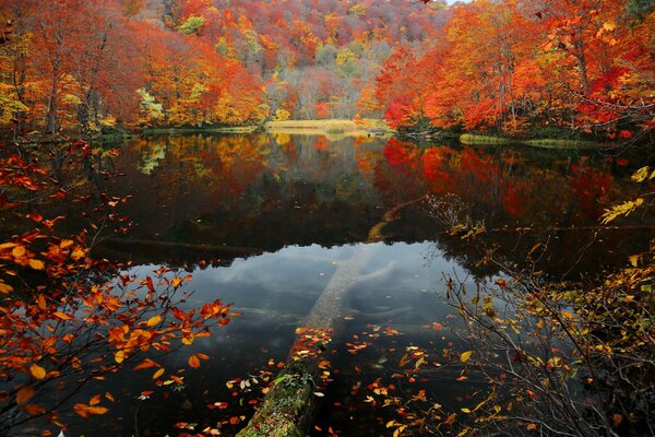 The crimson of leaves in the autumn forest