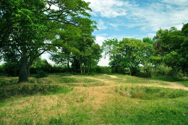 The colors of greenery lay on the clearing