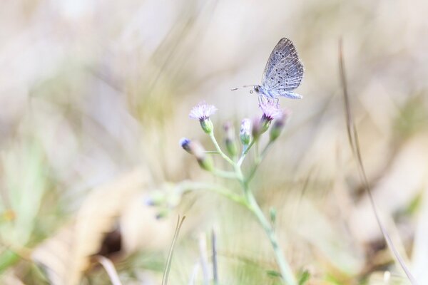 Butterfly on a flower among the foliage