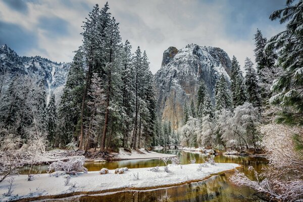 Bosque de coníferas cubierto de nieve en el fondo de las montañas de invierno