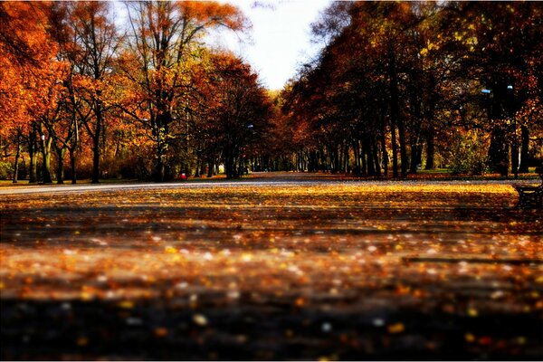 Beautiful autumn alley in the park