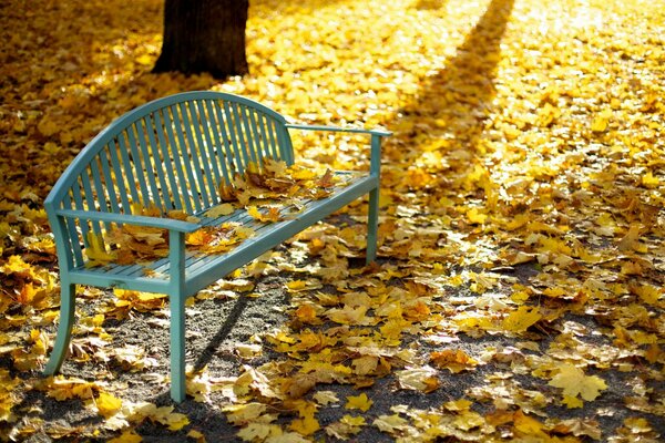 Banc sur un tapis de feuilles d automne