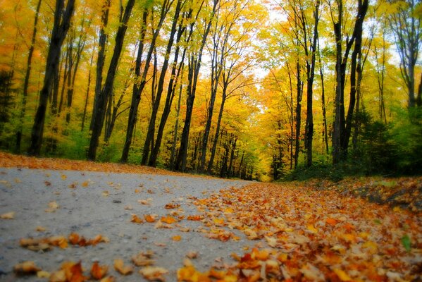 Autumn littered the park with golden foliage of trees