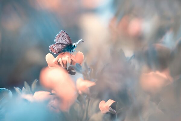 A frozen butterfly on a fragile flower