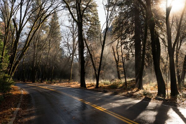 Autumn road through the forest