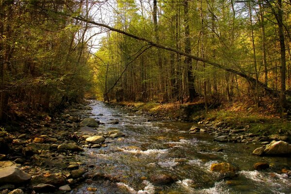 Frühlingswald Fluss und Steine