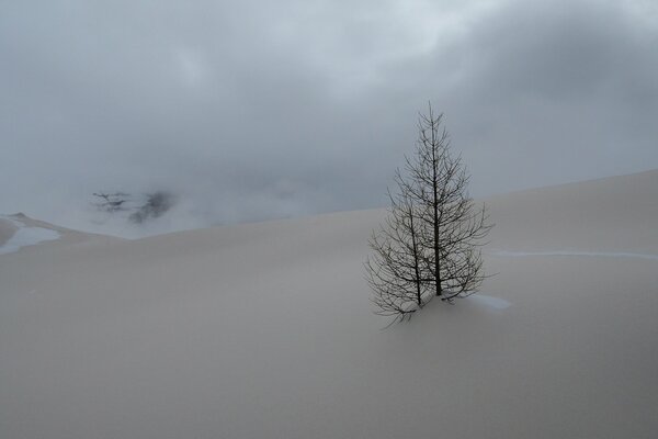 Un árbol solitario se congela en invierno