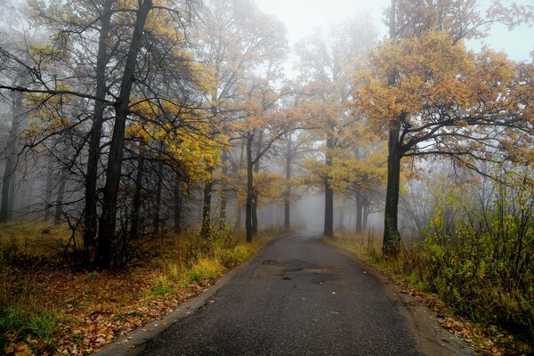 Осенний пейзаж в лесу