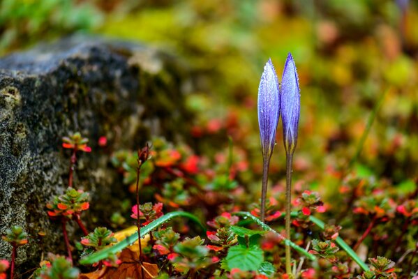 Crystal dew drops on grass and crocus flowers in spring