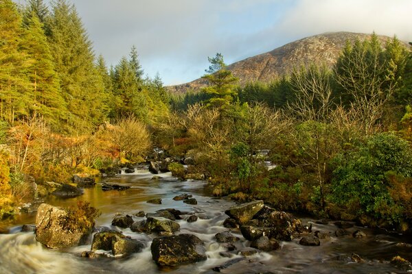 Forest rocky stream with stormy water