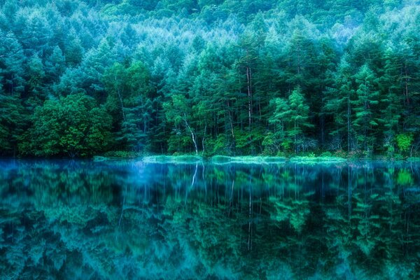 Doux reflet nocturne de la nature dans l eau