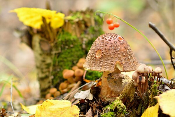 Un champignon avec un chapeau pupyrchatoy pousse parmi les feuilles d automne et les baies dans la forêt