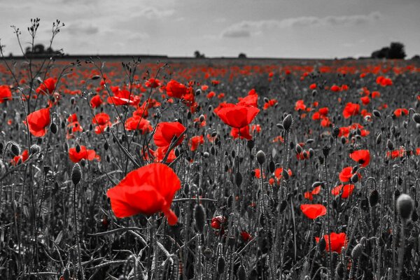 Coquelicots sur fond de nuages