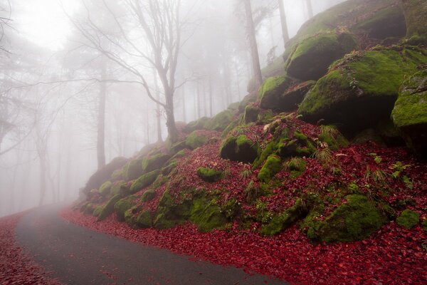 Una strada nebbiosa che porta alla bellezza