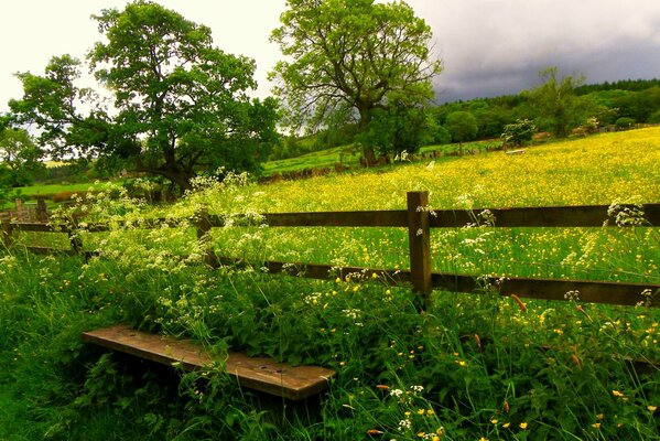 Hermosa naturaleza en verano. Descanso