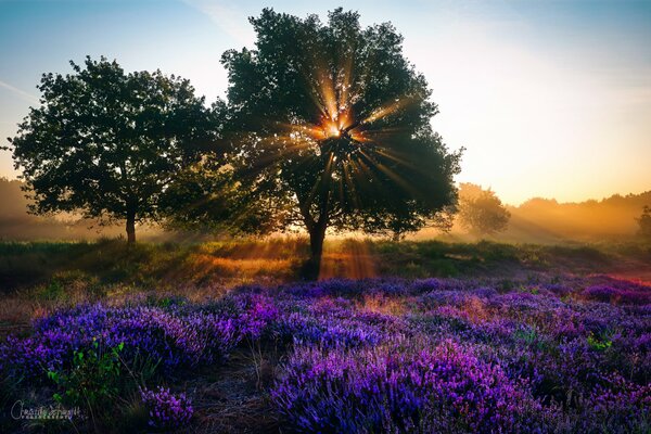 The sun shines on the lavender field through the tree