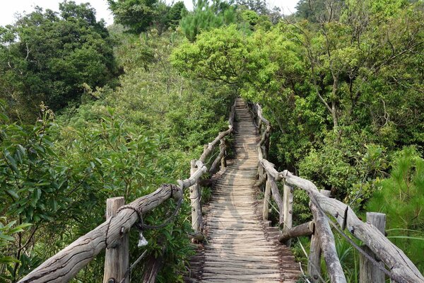 Fragile Brücke ins grüne Dickicht des Waldes