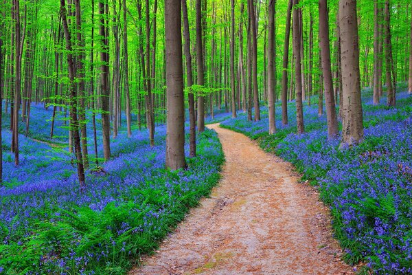 Waldweg zwischen Bäumen und Glocken