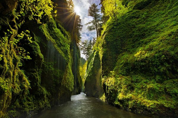 Canyon c mit Bäumen mit Fluss