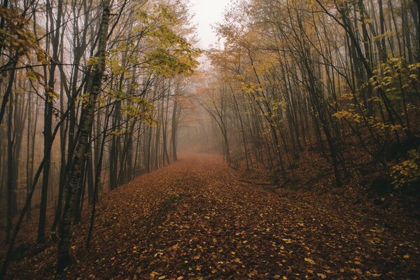 Caduta delle foglie in una foresta cupa