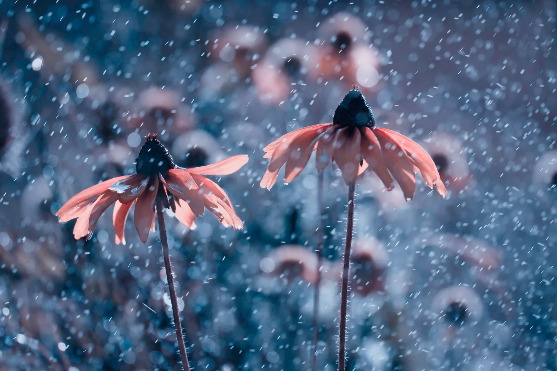 fleurs fond lumière