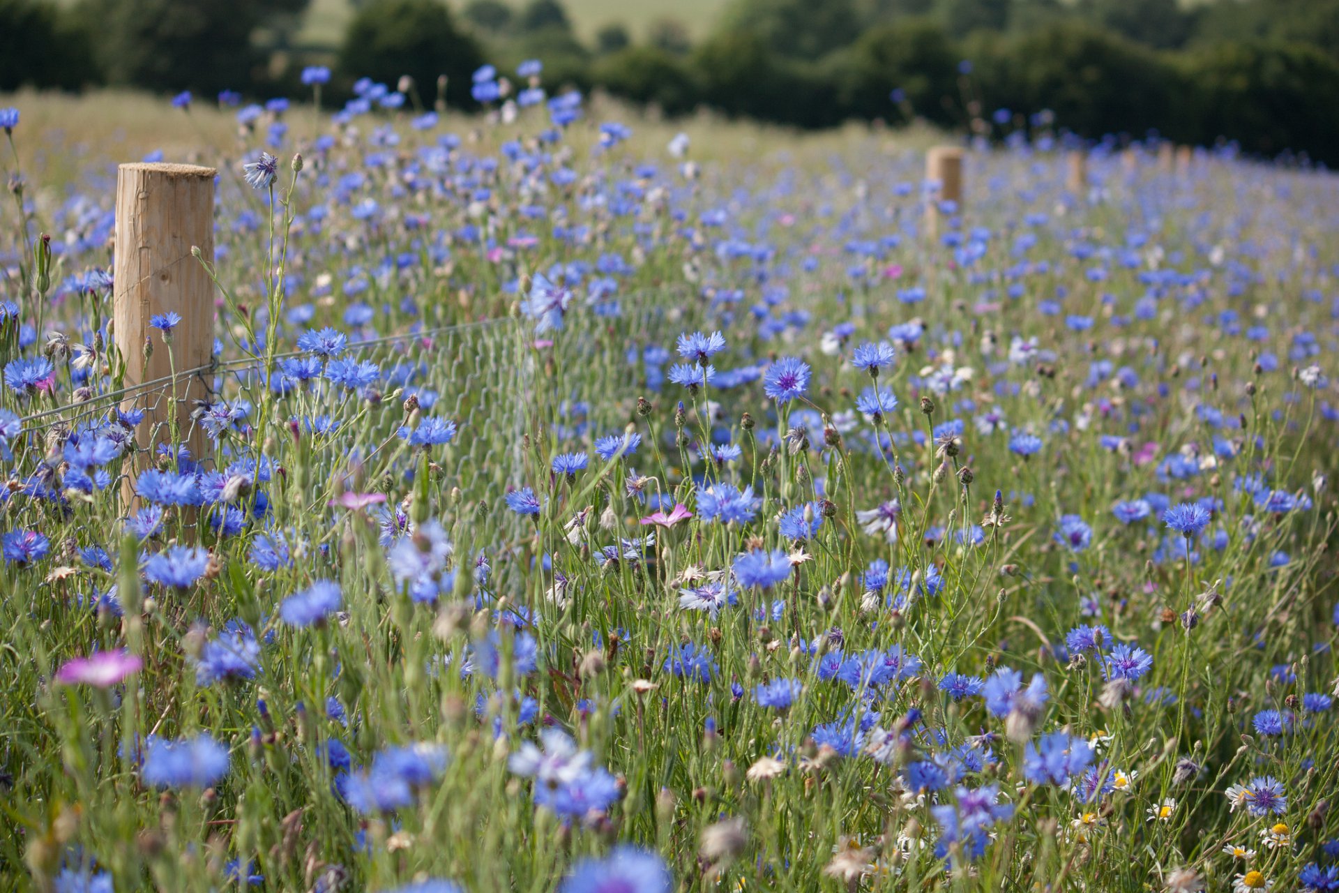 sommer feld lichtung gras blumen kornblumen zaun zaun