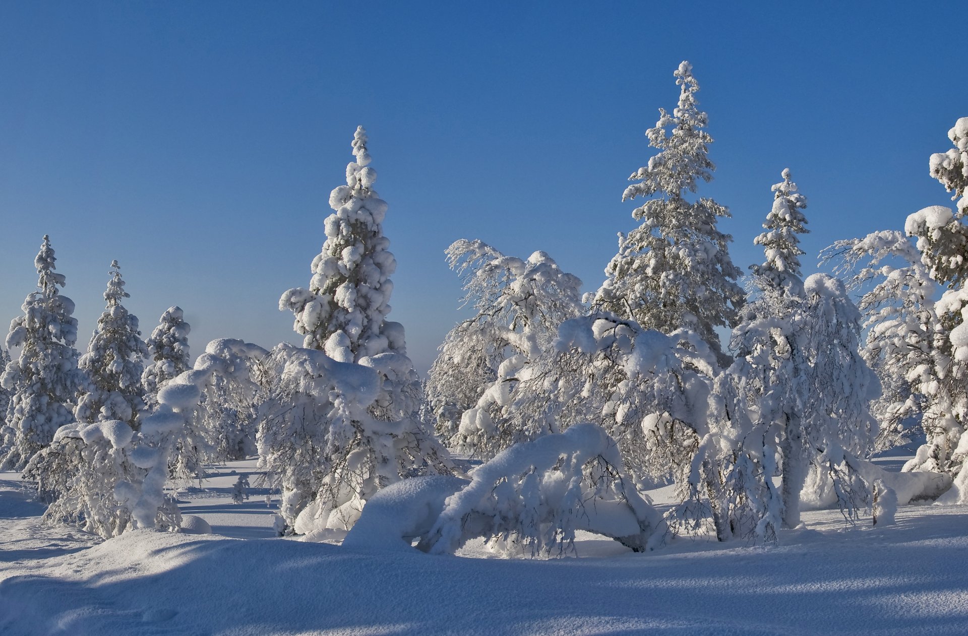 cielo bosque abeto árboles nieve escarcha invierno árbol de navidad paisaje