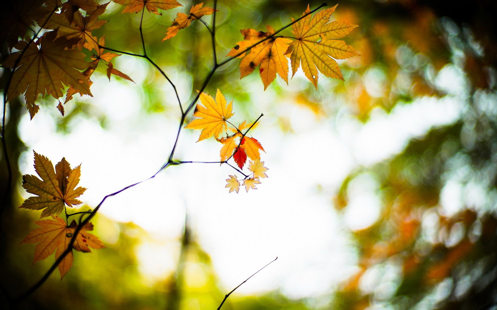 otoño hojas naturaleza