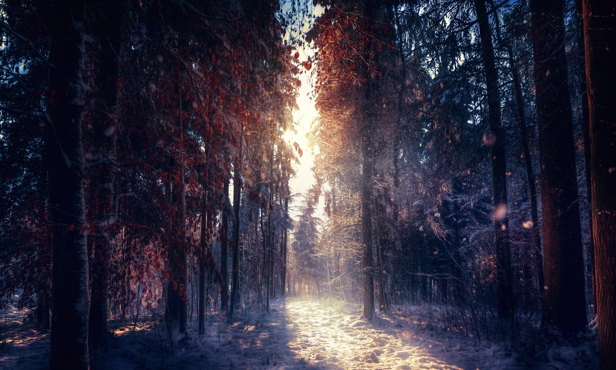 winter forest sunlight processing