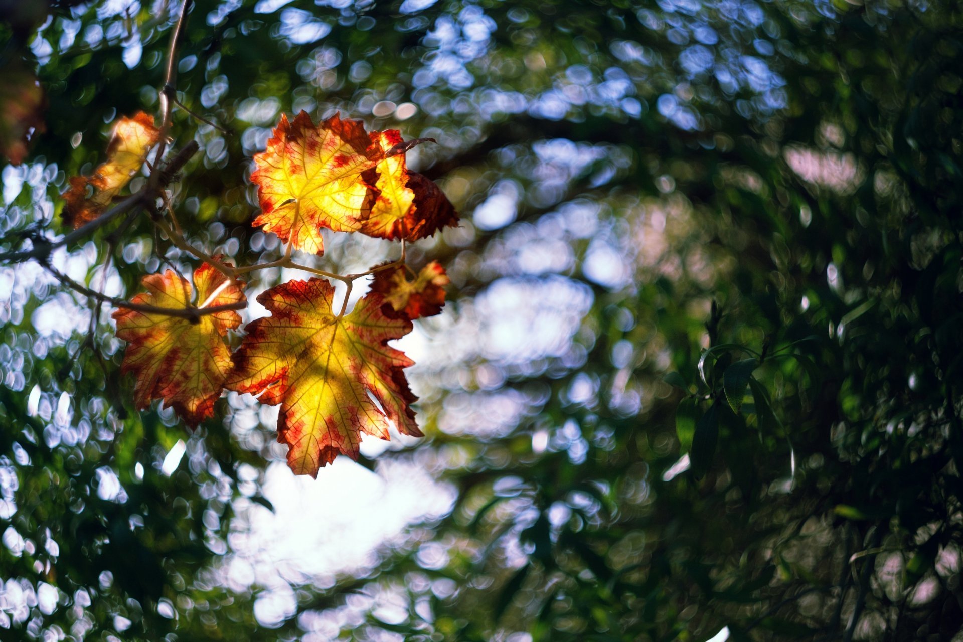 feuilles lumière flou