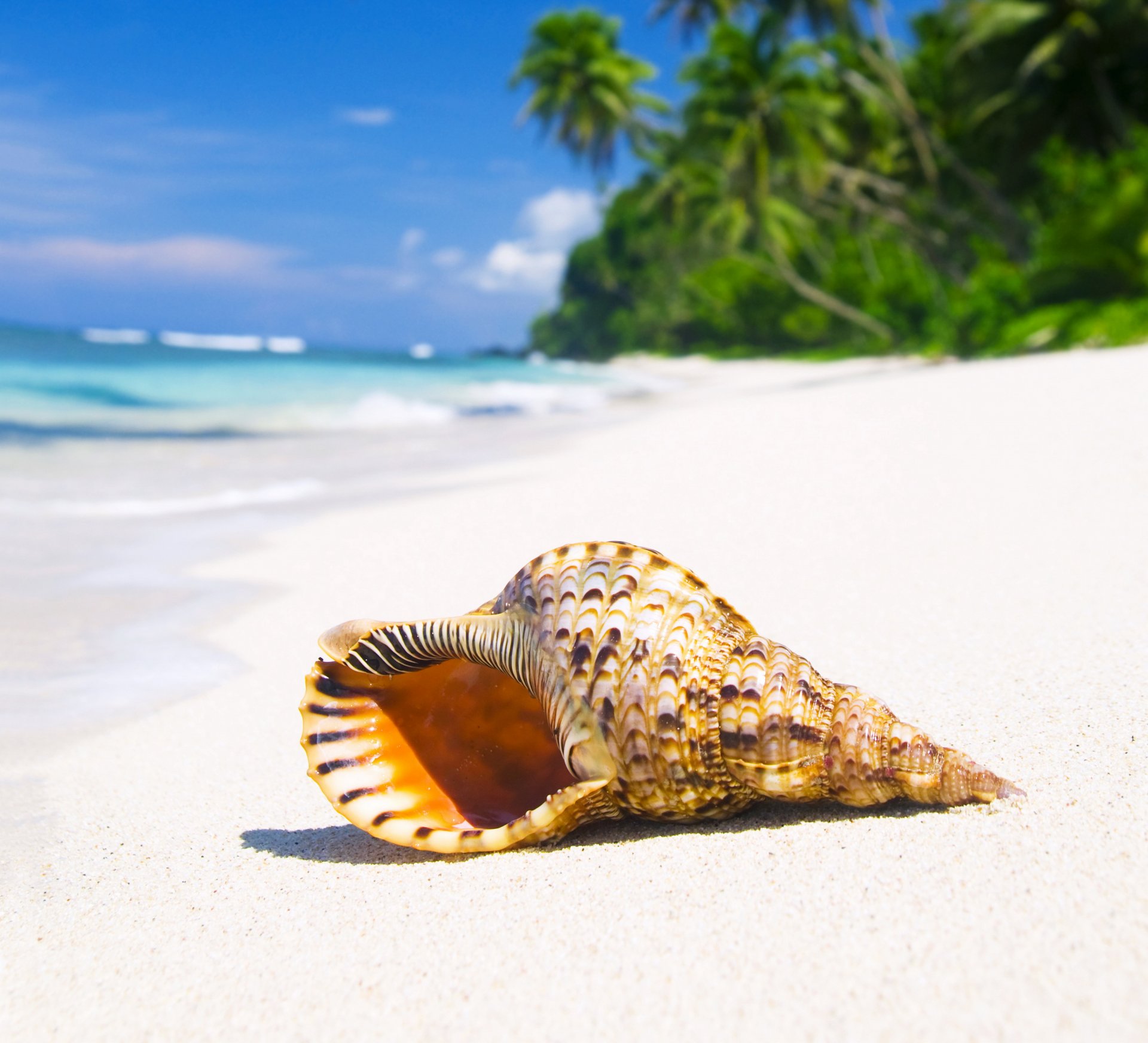 coquillages tropical paradis plage côte mer bleu émeraude océan palm été sable vacances tropiques soleil coquillage