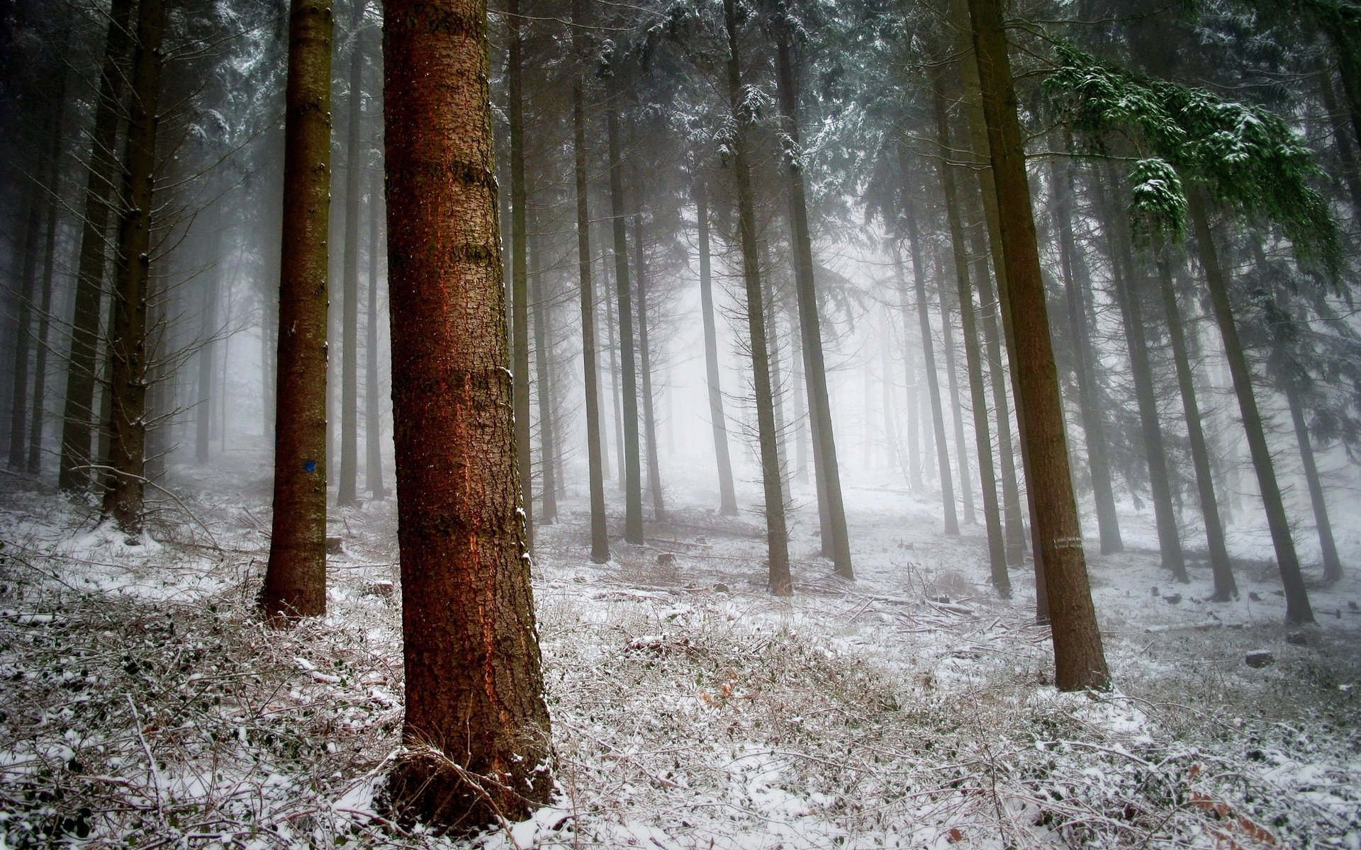 forest snow nature