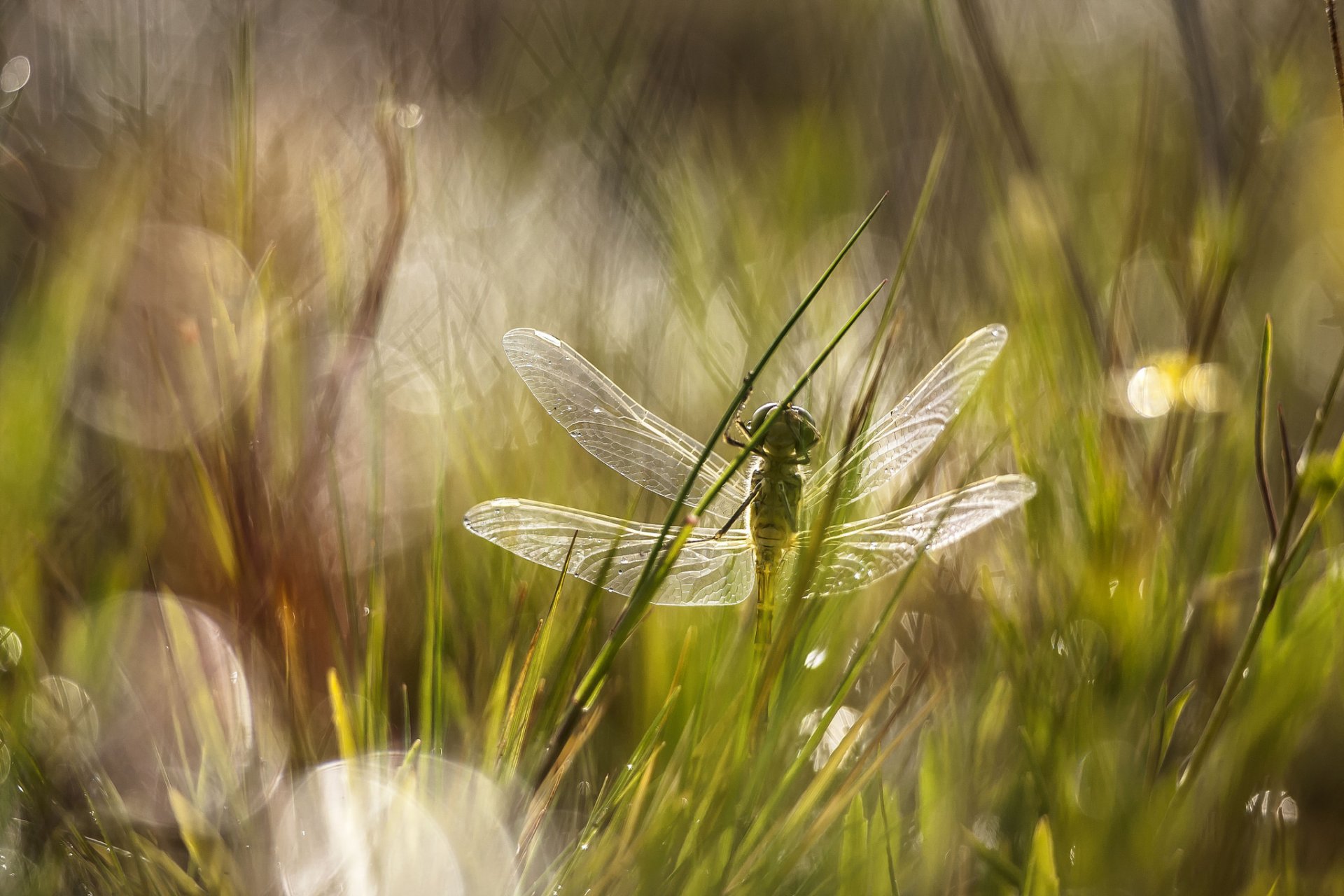 meadow grass reflections dragonfly