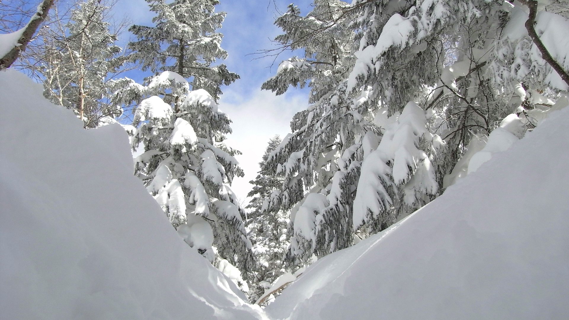 himmel wald bäume tanne winter weihnachtsbaum schnee schneewehe hintergrundbilder