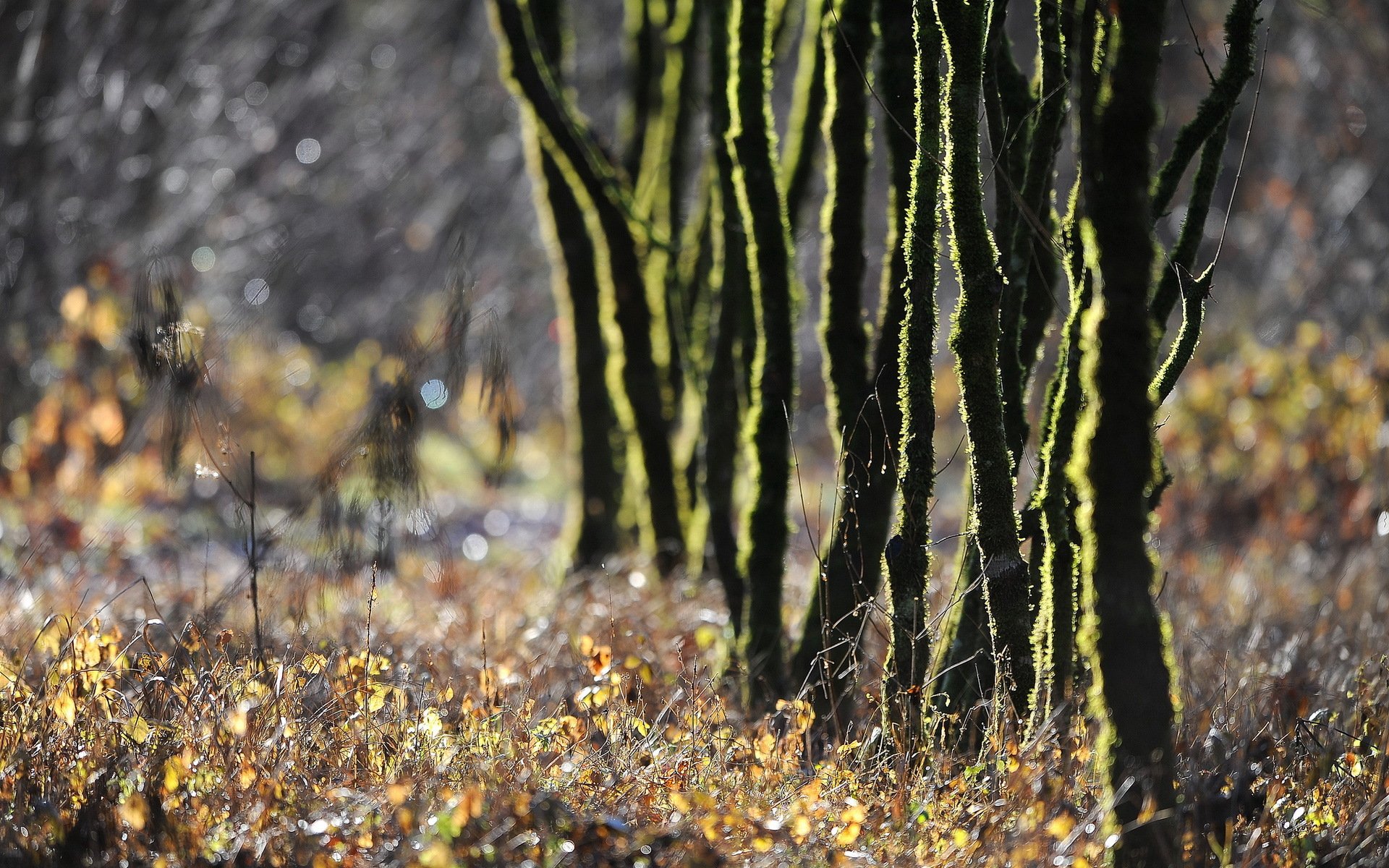 herbe arbres nature